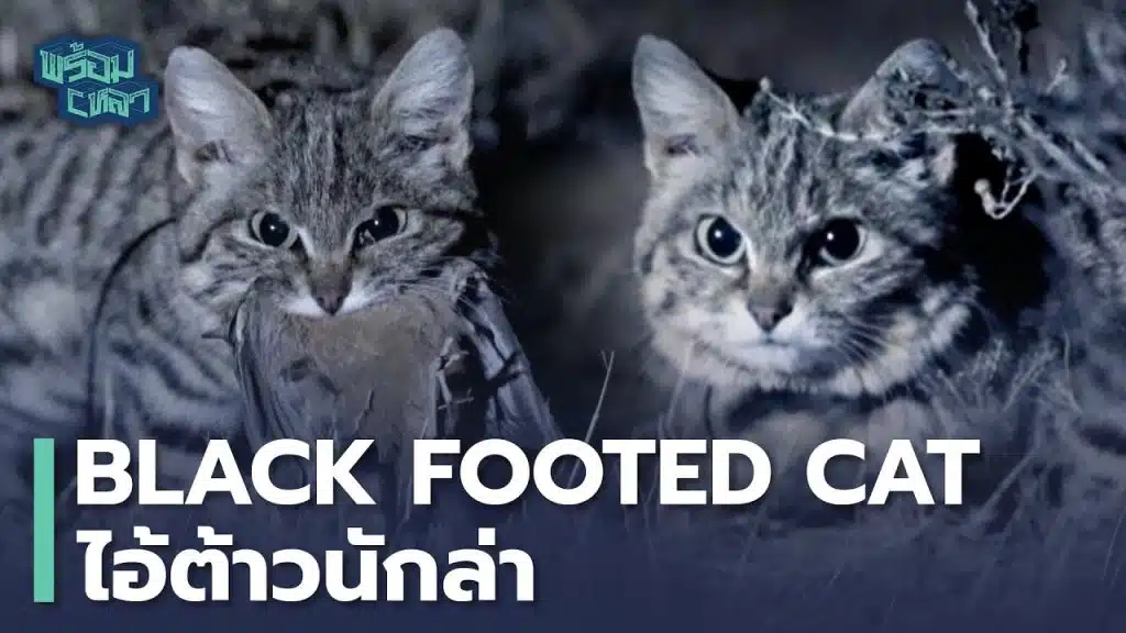 lack-footed cat แมวนักล่าที่ร้ายกาจที่สุดในโลก