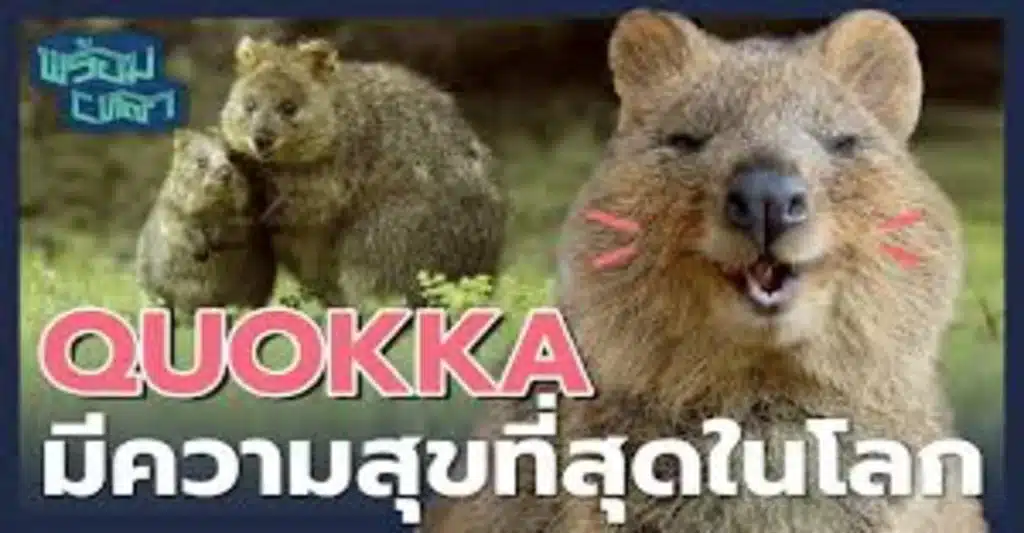 Quokka