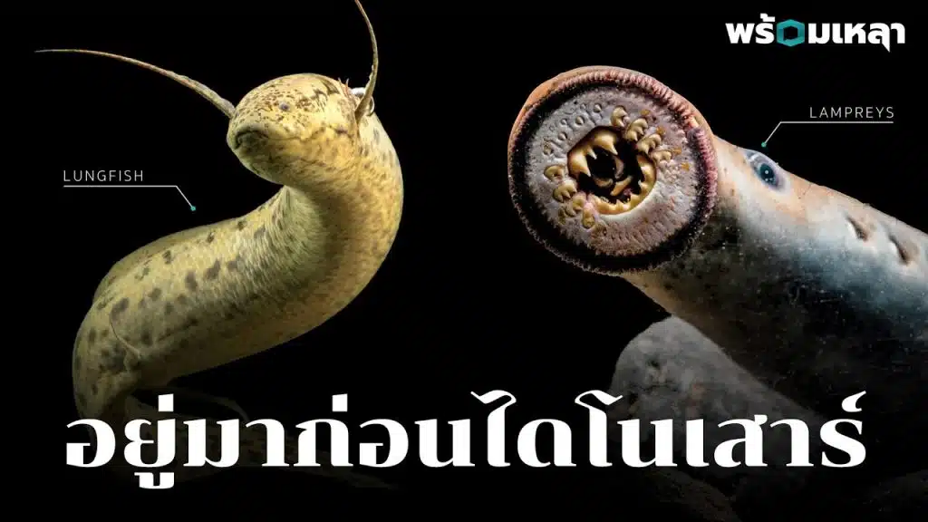 Living Fossils ผ่านมาร้อยล้านปี