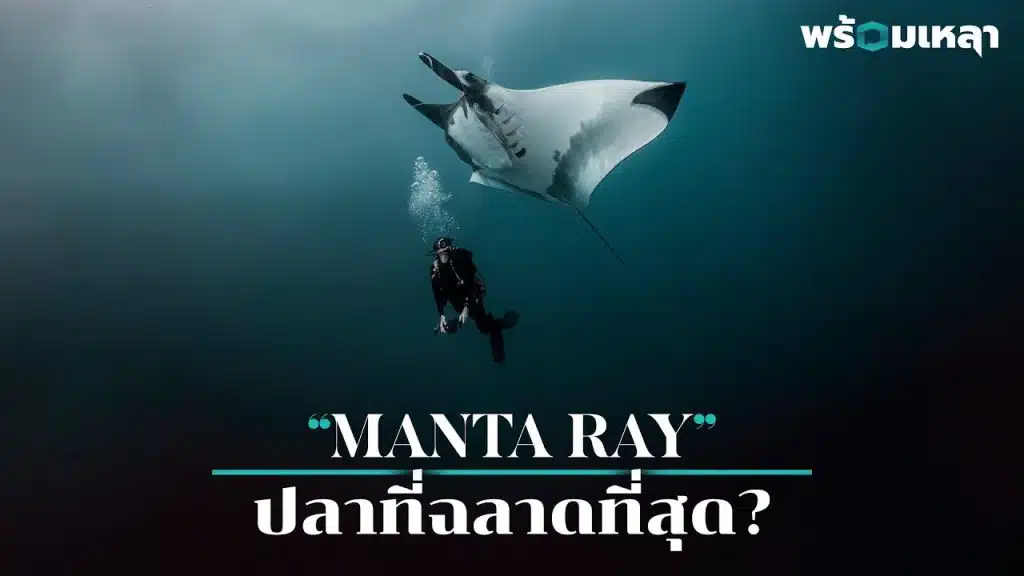 Manta ray กระเบนยักษ์