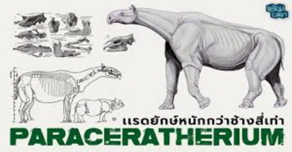 Paraceratherium