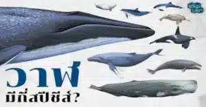 Whales