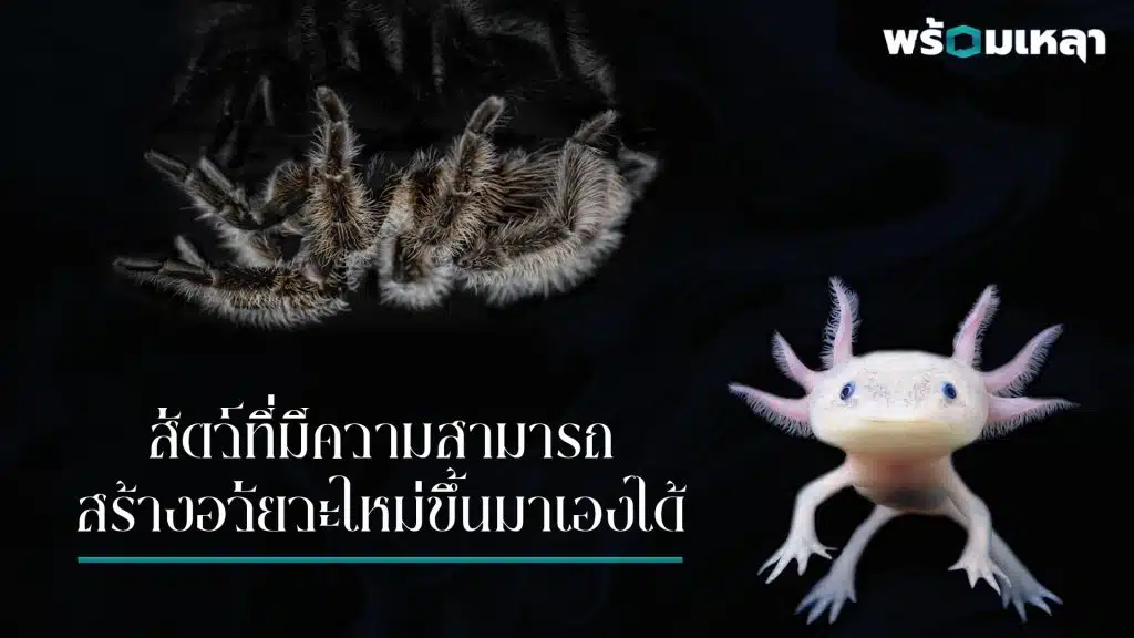 สัตว์ที่สร้างอวัยวะเองได้