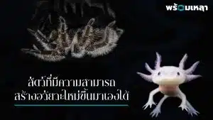 สัตว์ที่สร้างอวัยวะเองได้